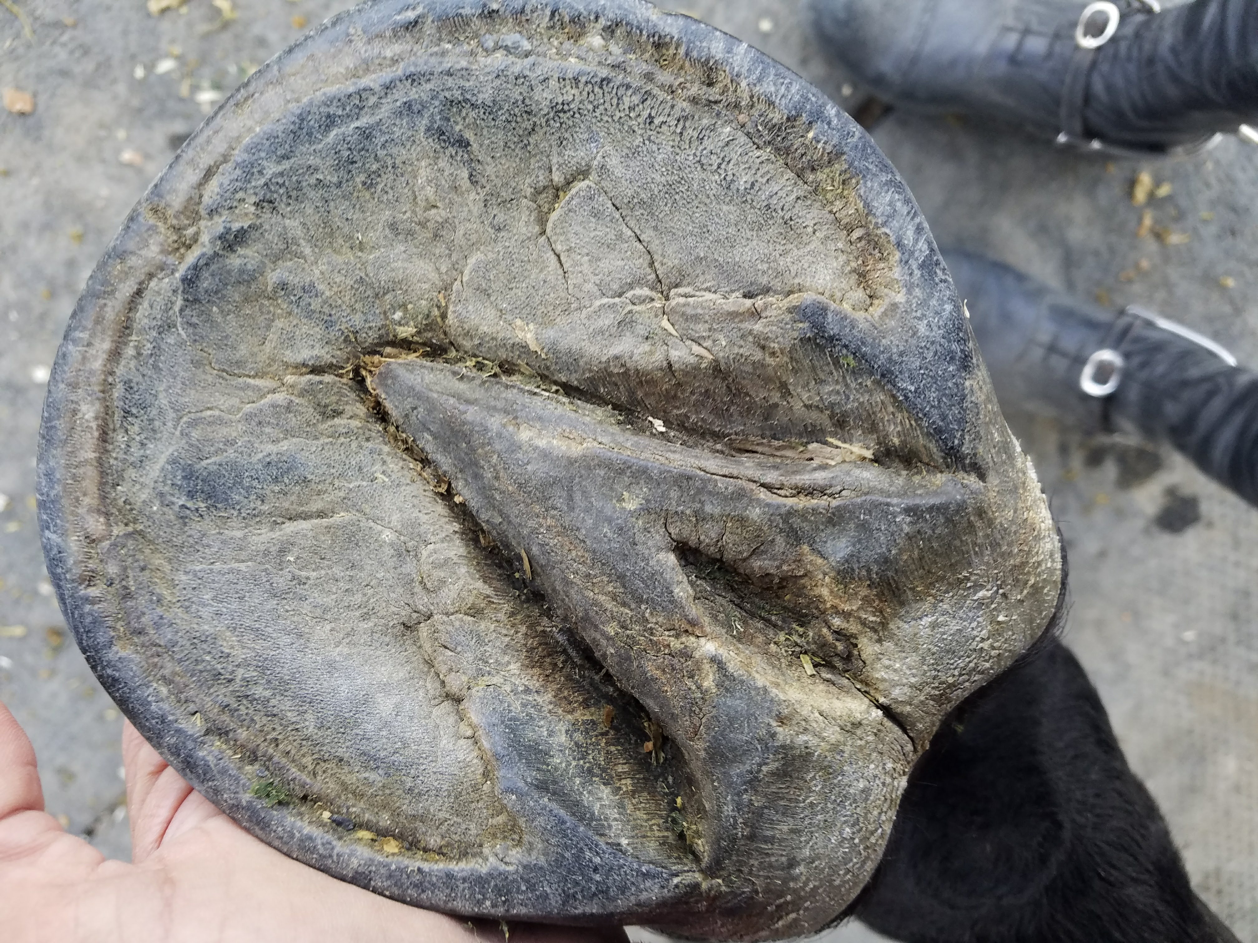 Hoof Health and Repair Hoof Health and Repair